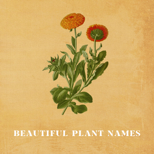 A Blog of Beautiful Plant Names