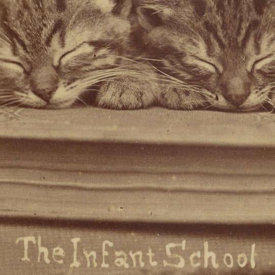 The English Origins of Cat Photography